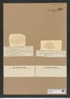 Euodia ventricosa Castr. (de-Toni-Nr.: Genus 210, Species 5286) Zeichnungen Sammlung Grunow Nr. 9099 (NHMW-BOT-W0378858)